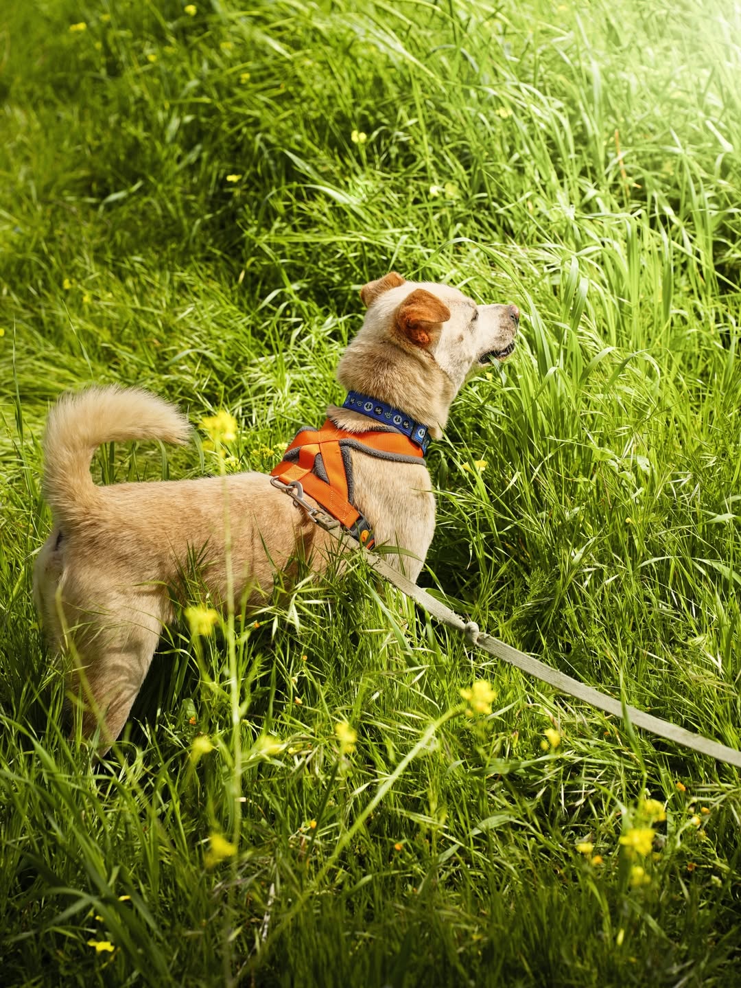 Bear-❤️-2-years-old-mixed-breed-medium-sized-boy🩺-Vaccinated-dewormed-microchipped-soon-t-3