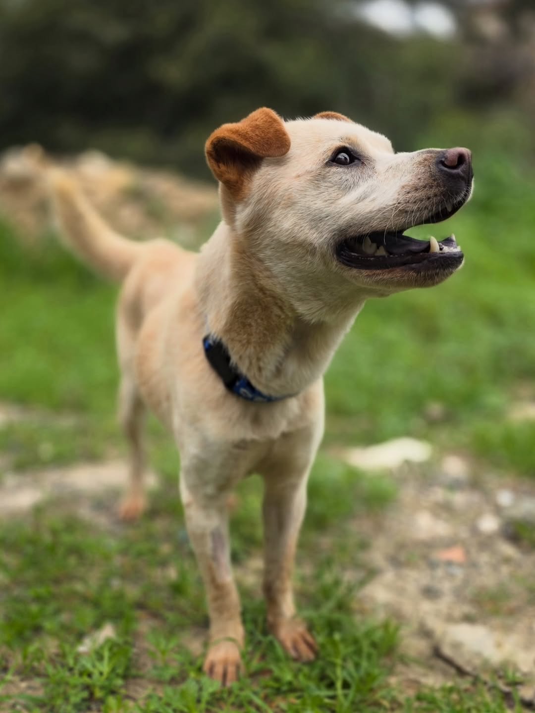 Bear-❤️-2-years-old-mixed-breed-medium-sized-boy🩺-Vaccinated-dewormed-microchipped-soon-t