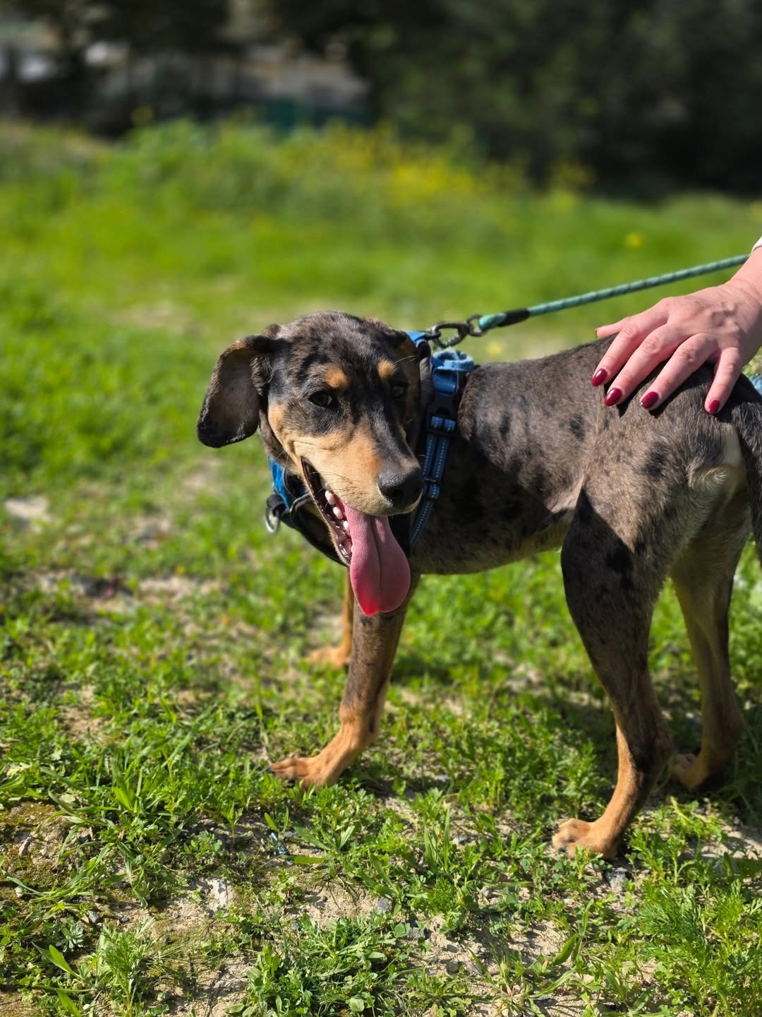 Meet-Harris-🤍Hes-around-9-10-months-old-and-already-growing-into-an-active-playful-and-brave-1