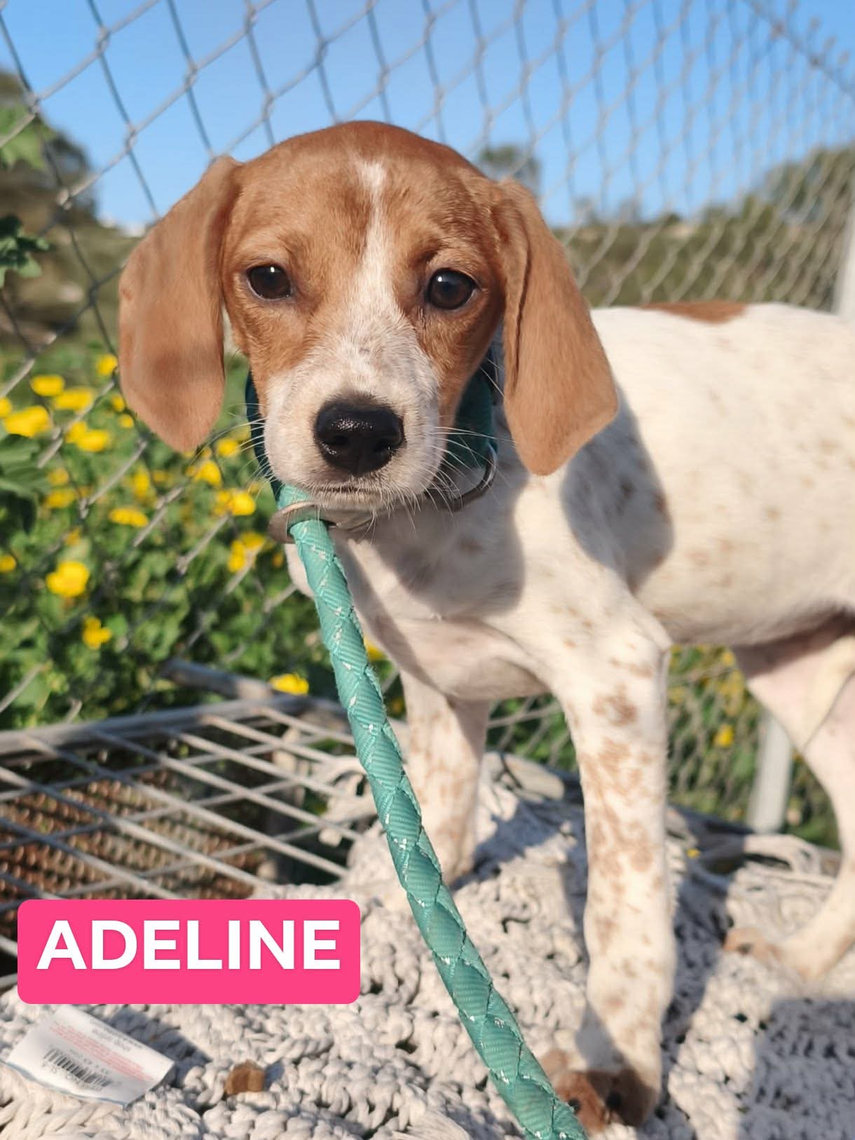 Messenger_creation_1497549802015784