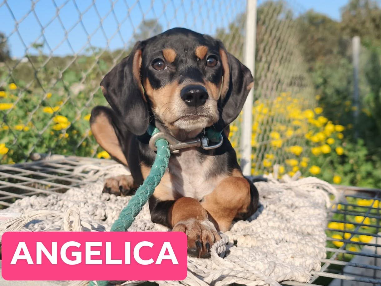 Messenger_creation_1774089533568142