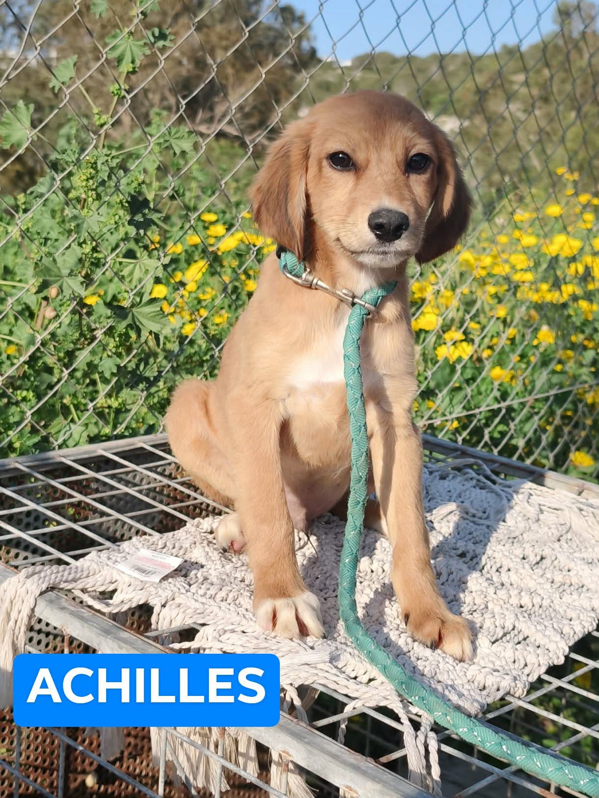 Messenger_creation_975364198378079