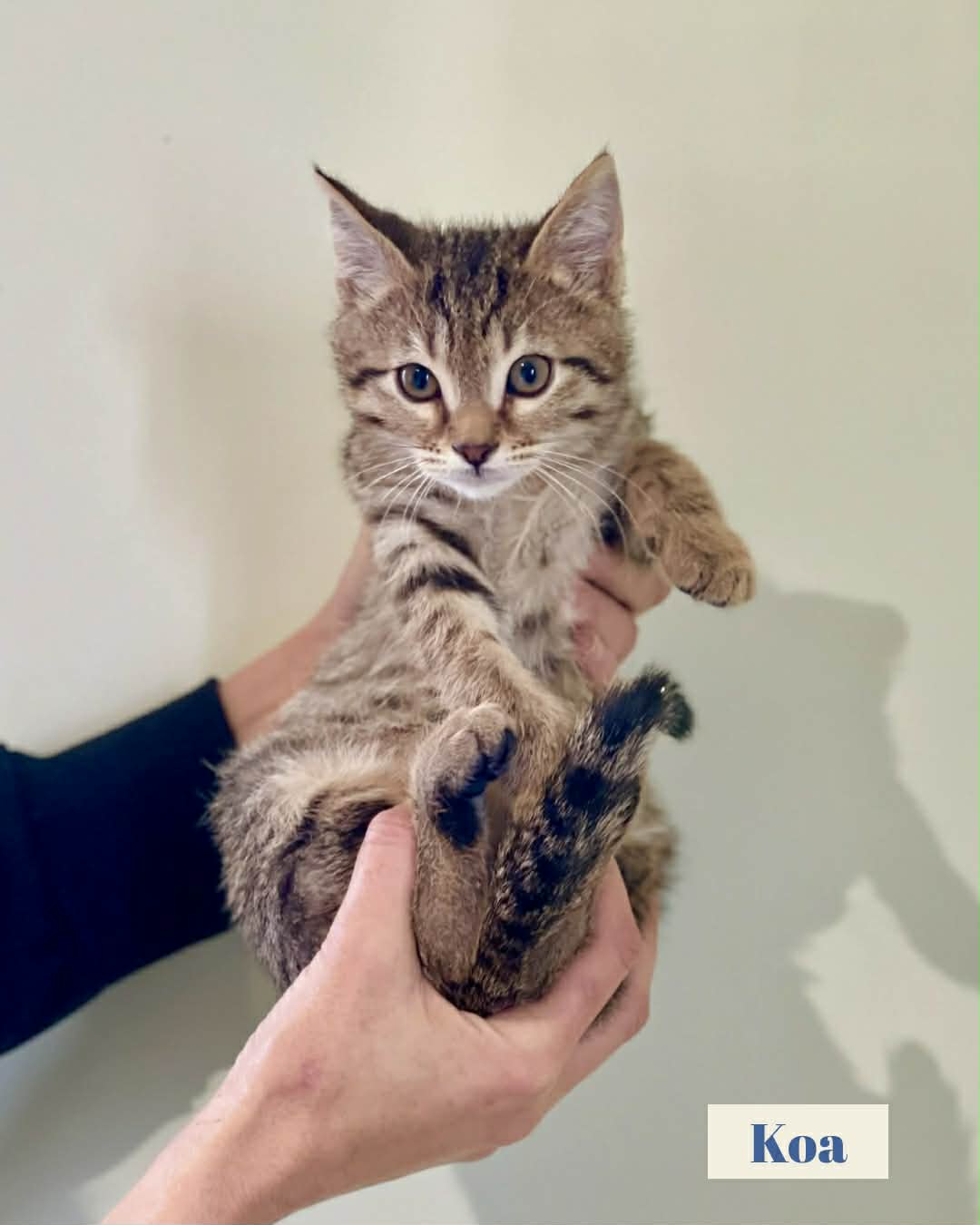 inbound2842374957534265816