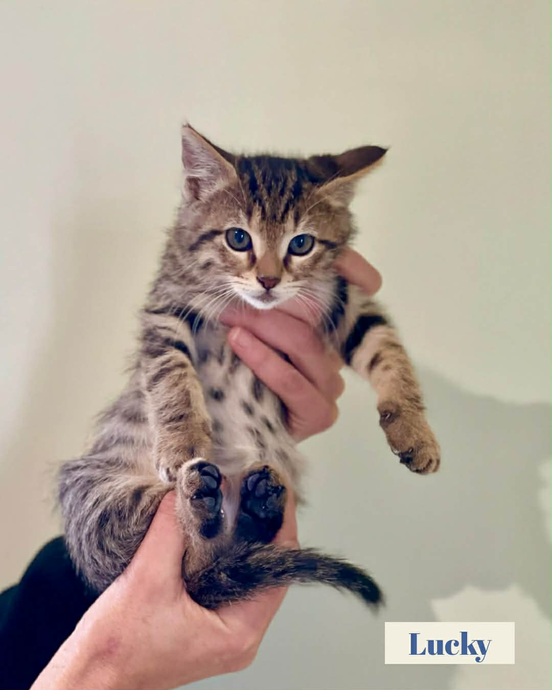 inbound6433082470936930295