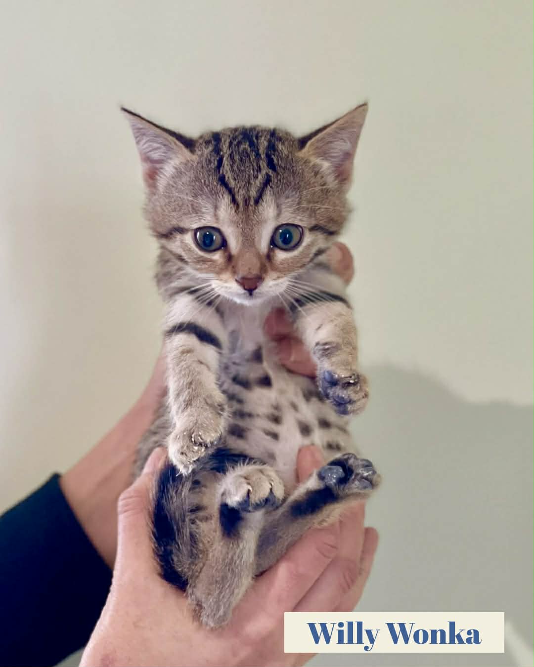 inbound7823356554336553911