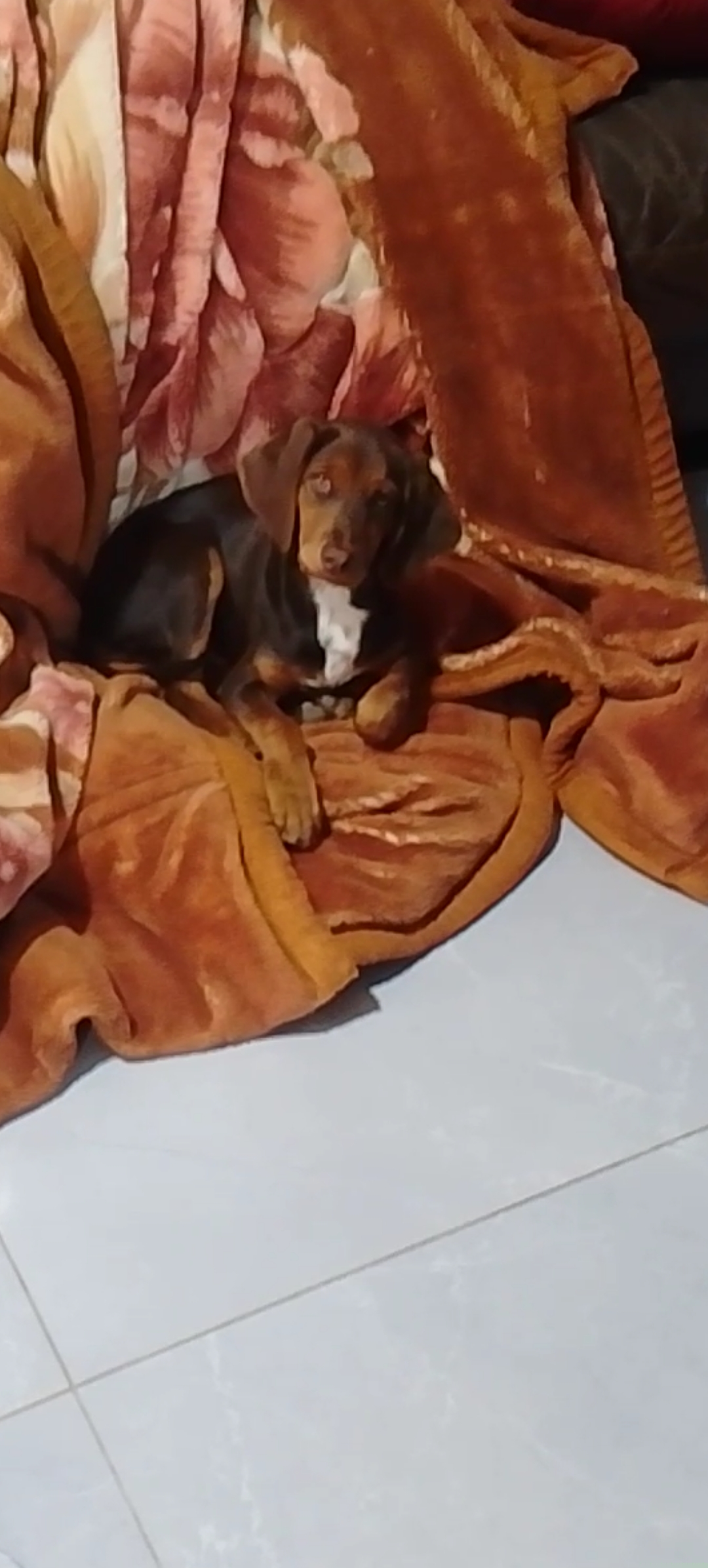 inbound8693868007256316029