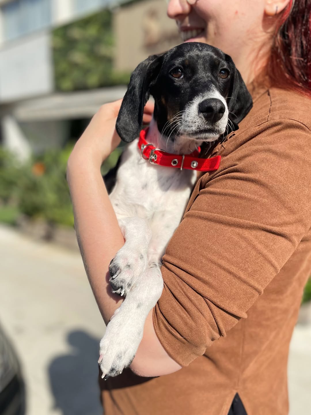 Abigail-❤️-4–5-months-old-Pointer-mixed-breed-medium-sized-girl-expected-to-be-around-17-kg-1