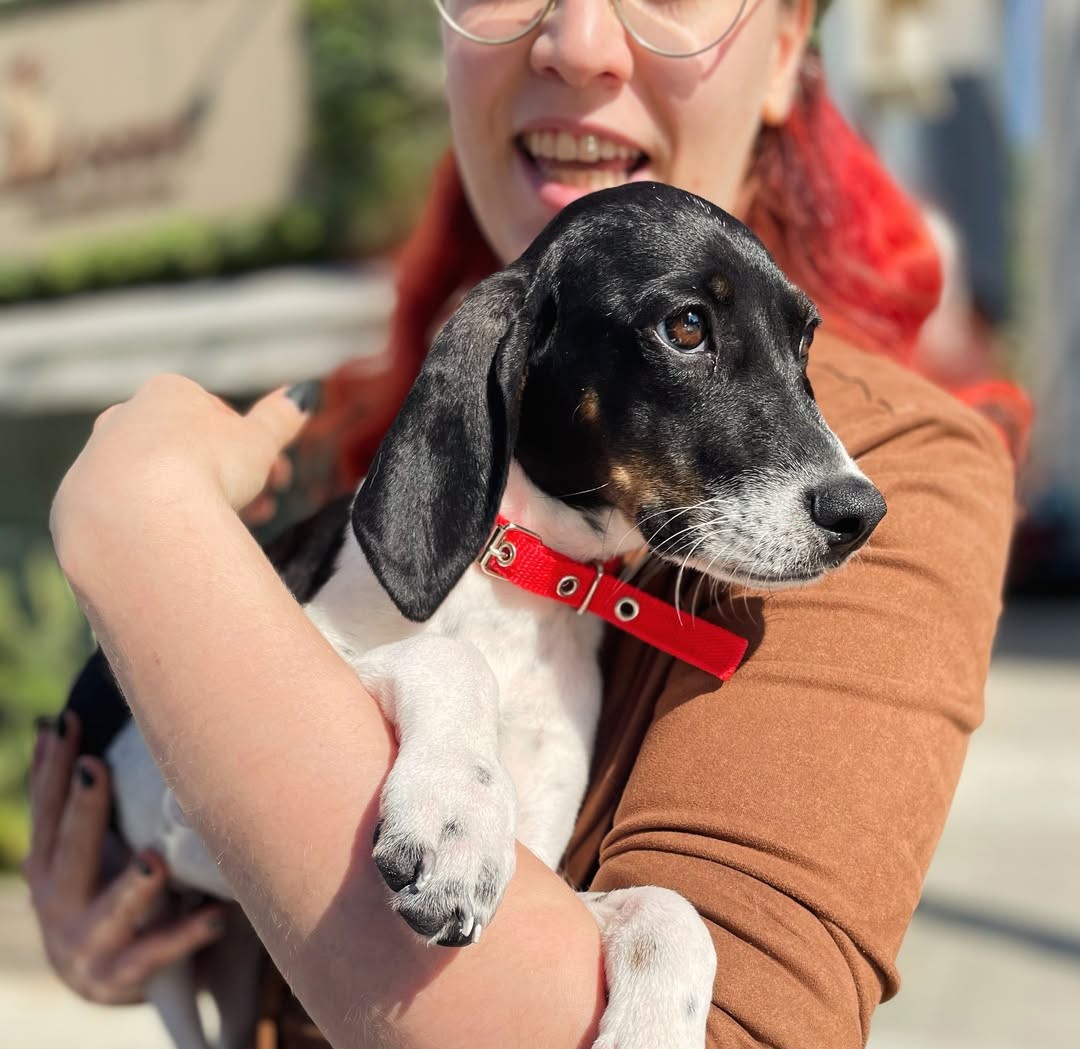 Abigail-❤️-4–5-months-old-Pointer-mixed-breed-medium-sized-girl-expected-to-be-around-17-kg-2
