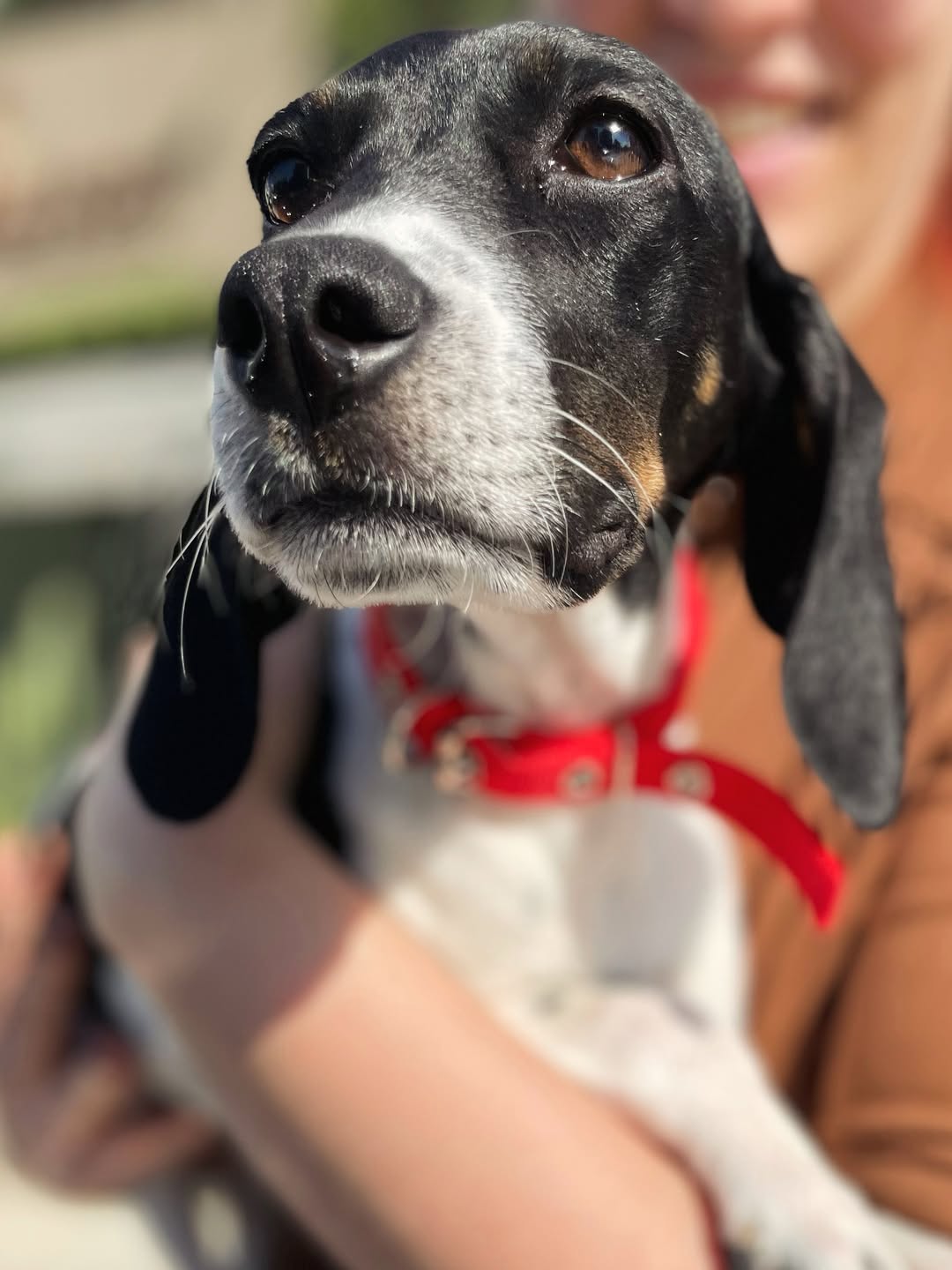 Abigail-❤️-4–5-months-old-Pointer-mixed-breed-medium-sized-girl-expected-to-be-around-17-kg-3