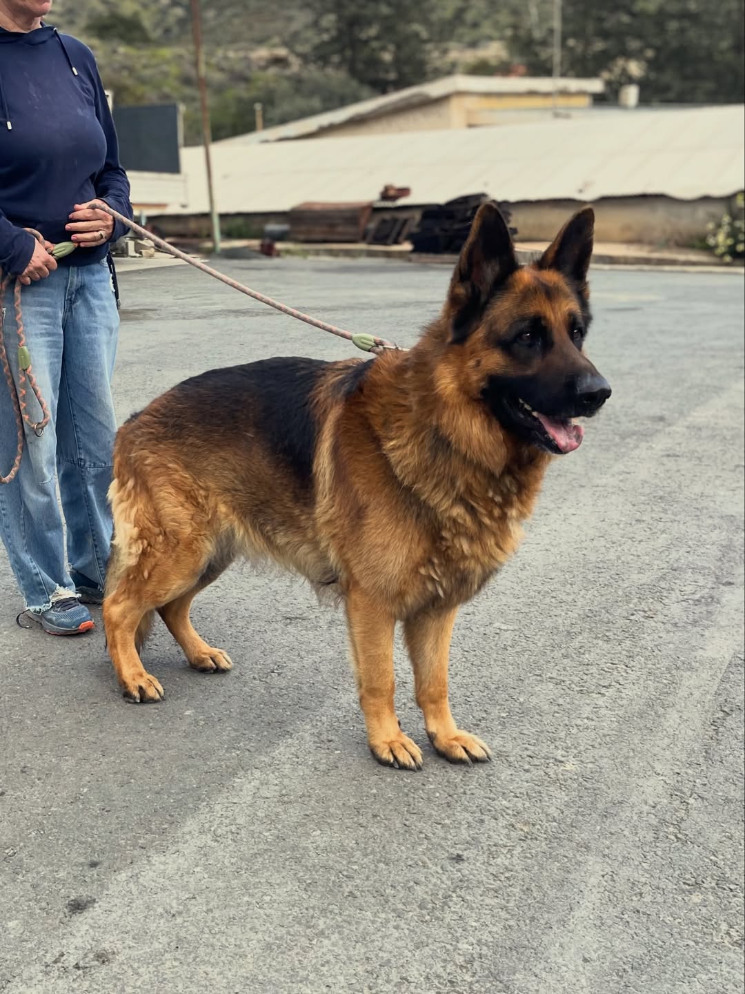 Brando❤️-3-years-old-German-Shepherd-large-sized-boy-≈41-kg🩺-Infection-free-vaccinated-m-2