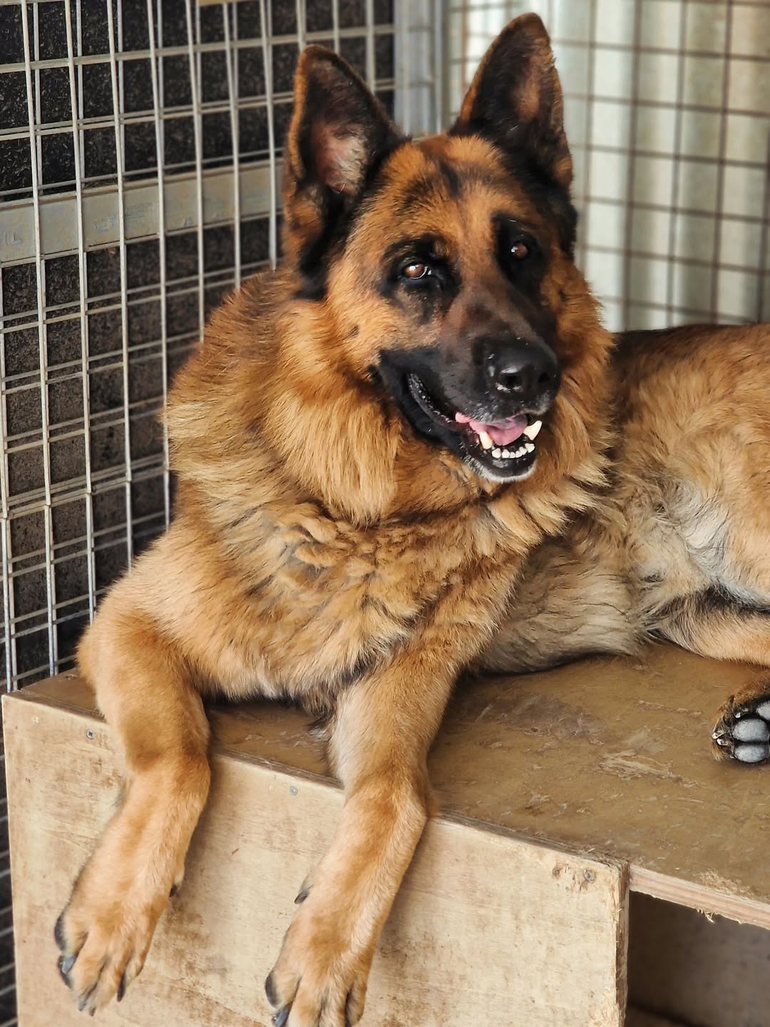 Brando❤️-3-years-old-German-Shepherd-large-sized-boy-≈41-kg🩺-Infection-free-vaccinated-m-3