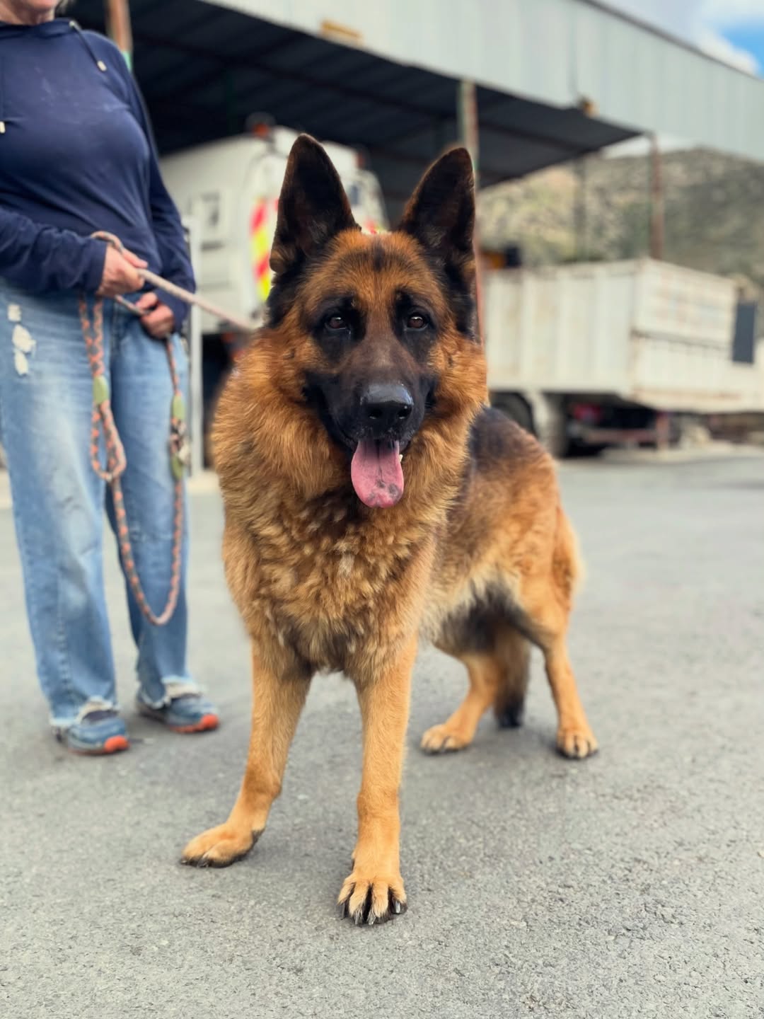 Brando❤️-3-years-old-German-Shepherd-large-sized-boy-≈41-kg🩺-Infection-free-vaccinated-m