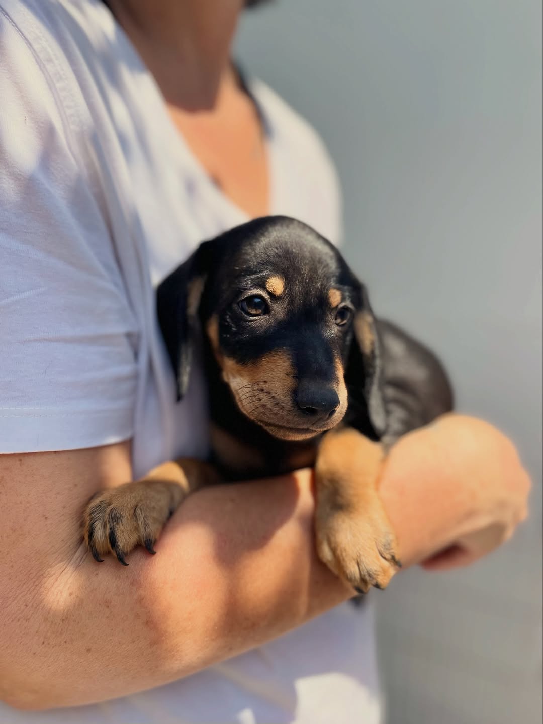 Edward-Odysseas-Persephone-❤️-2-months-old-mixed-breed-medium-sized-boys-and-girl-expecte-1