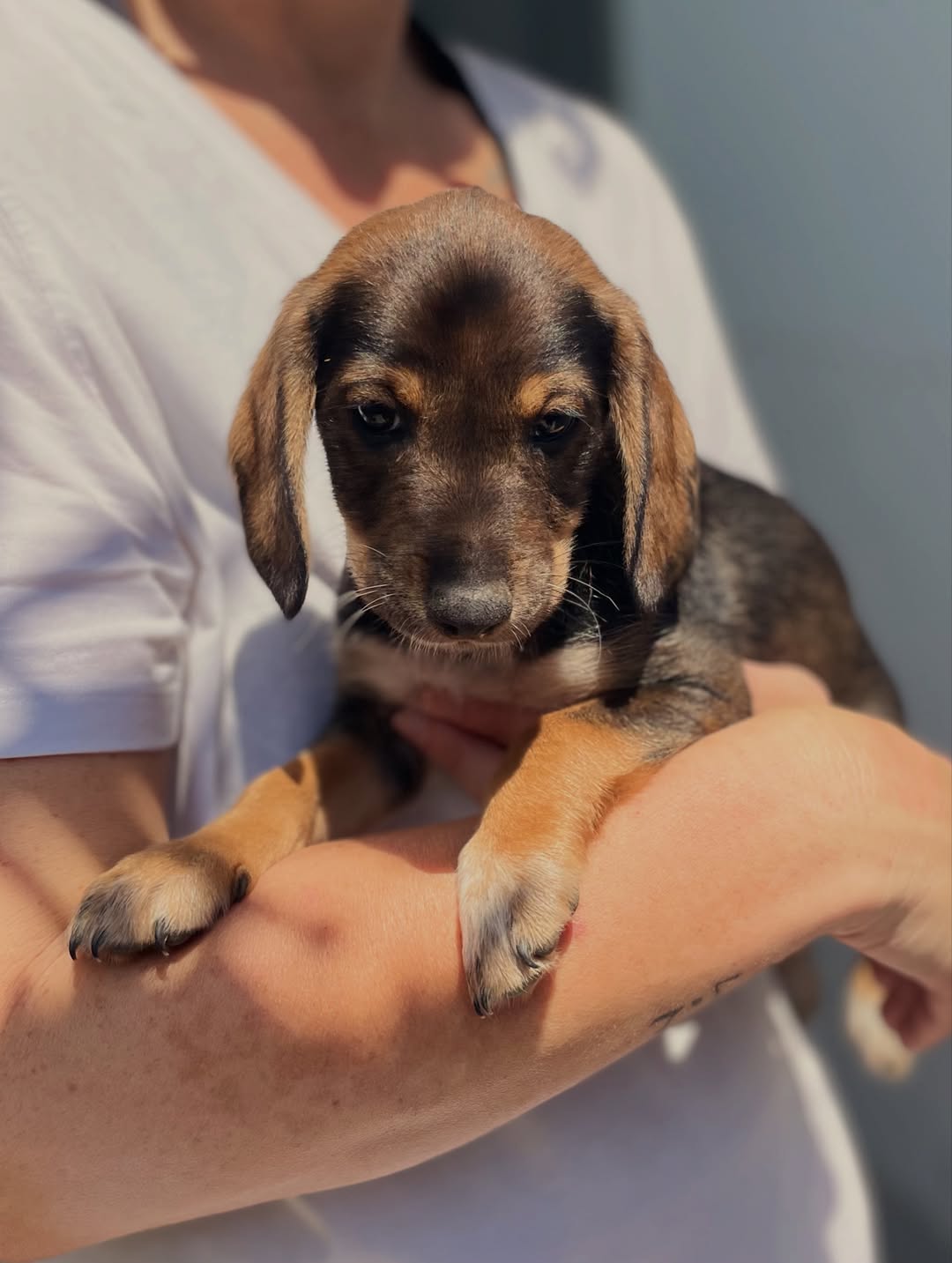 Edward-Odysseas-Persephone-❤️-2-months-old-mixed-breed-medium-sized-boys-and-girl-expecte-2