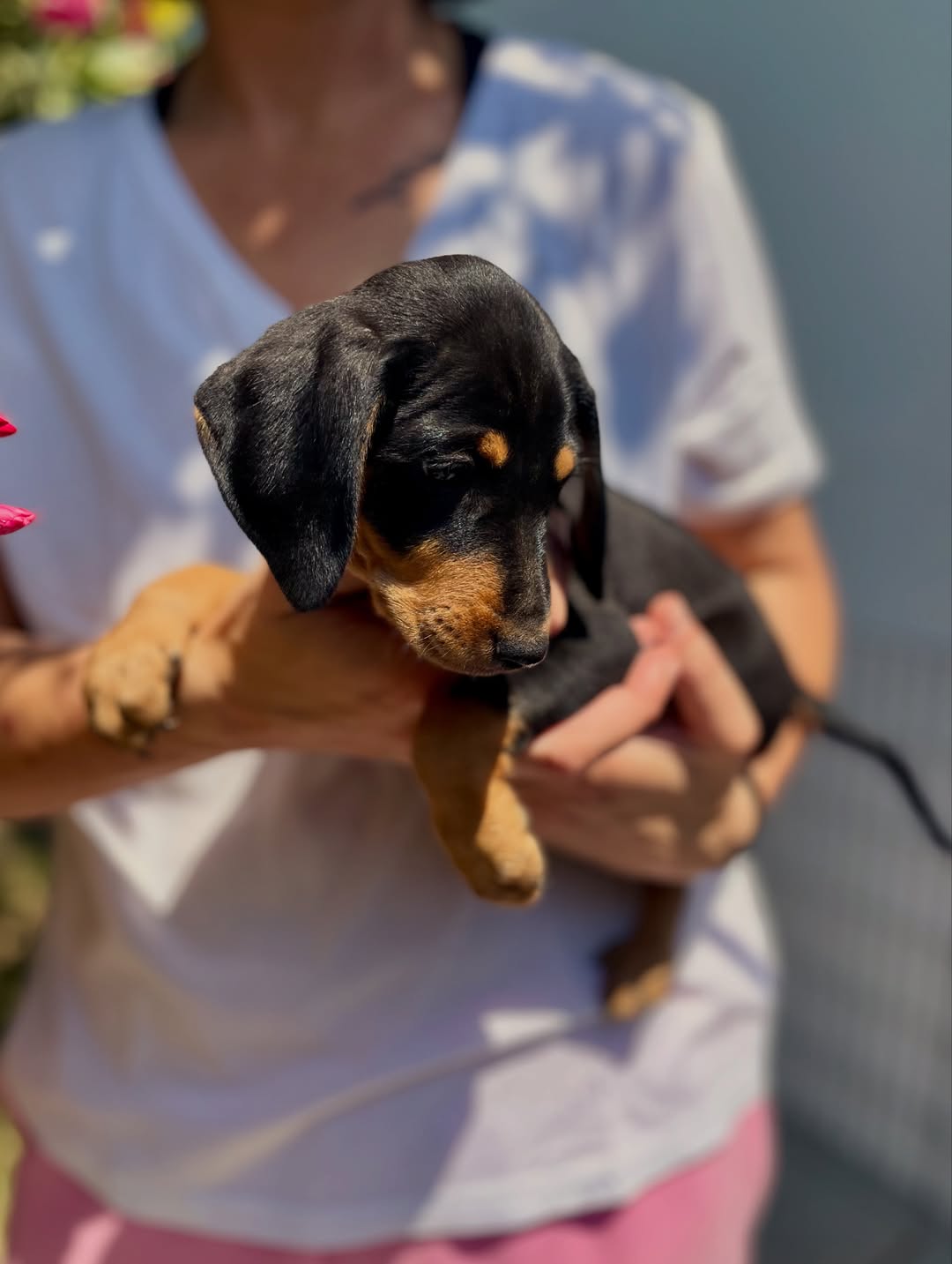 Edward-Odysseas-Persephone-❤️-2-months-old-mixed-breed-medium-sized-boys-and-girl-expecte-3