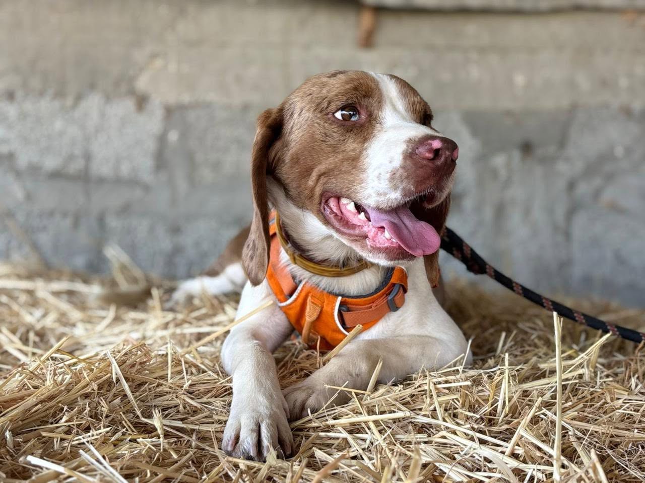 JACK-beagle-11