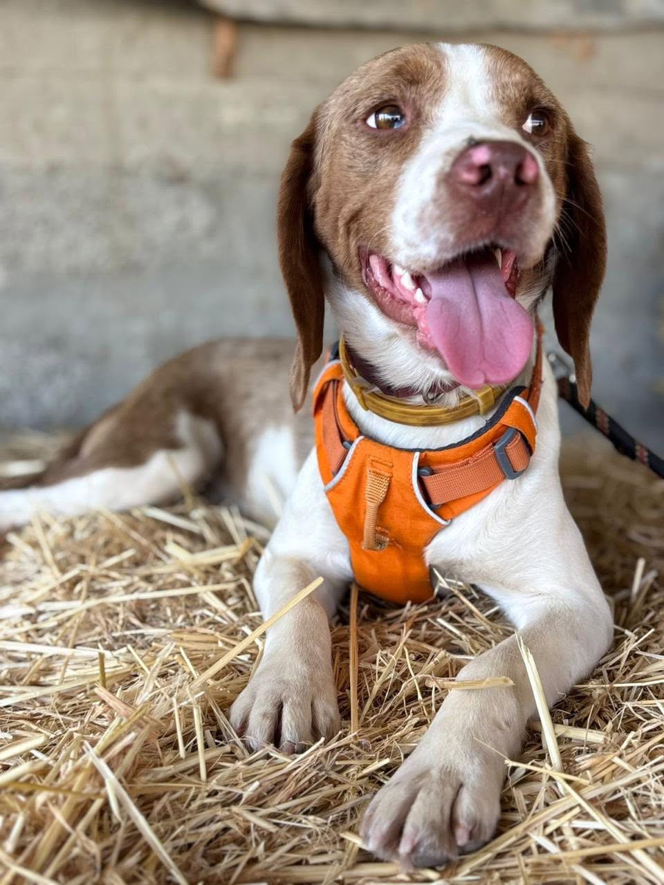 JACK-beagle-12