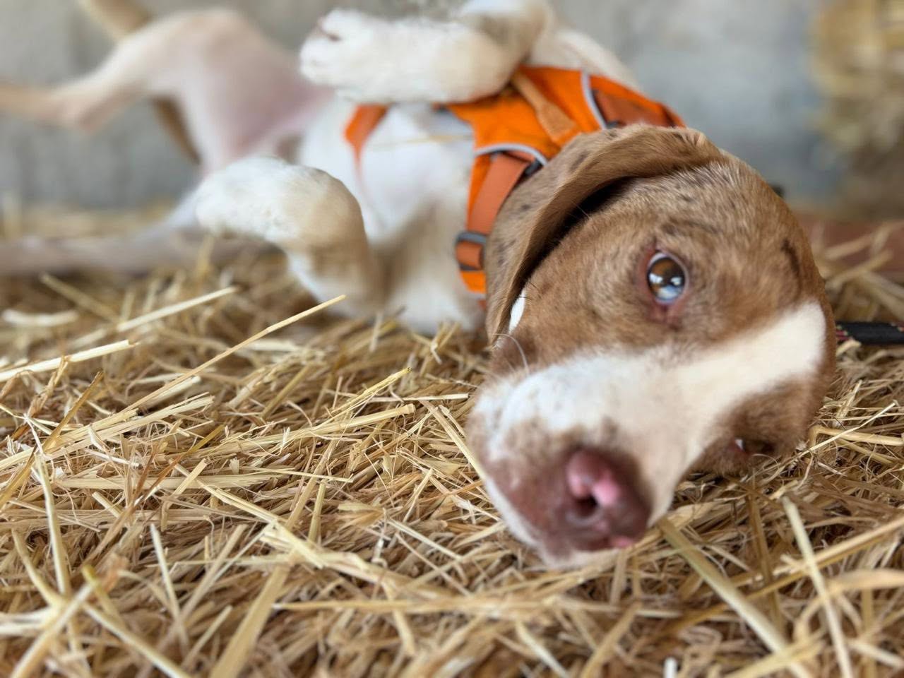 JACK-beagle-14