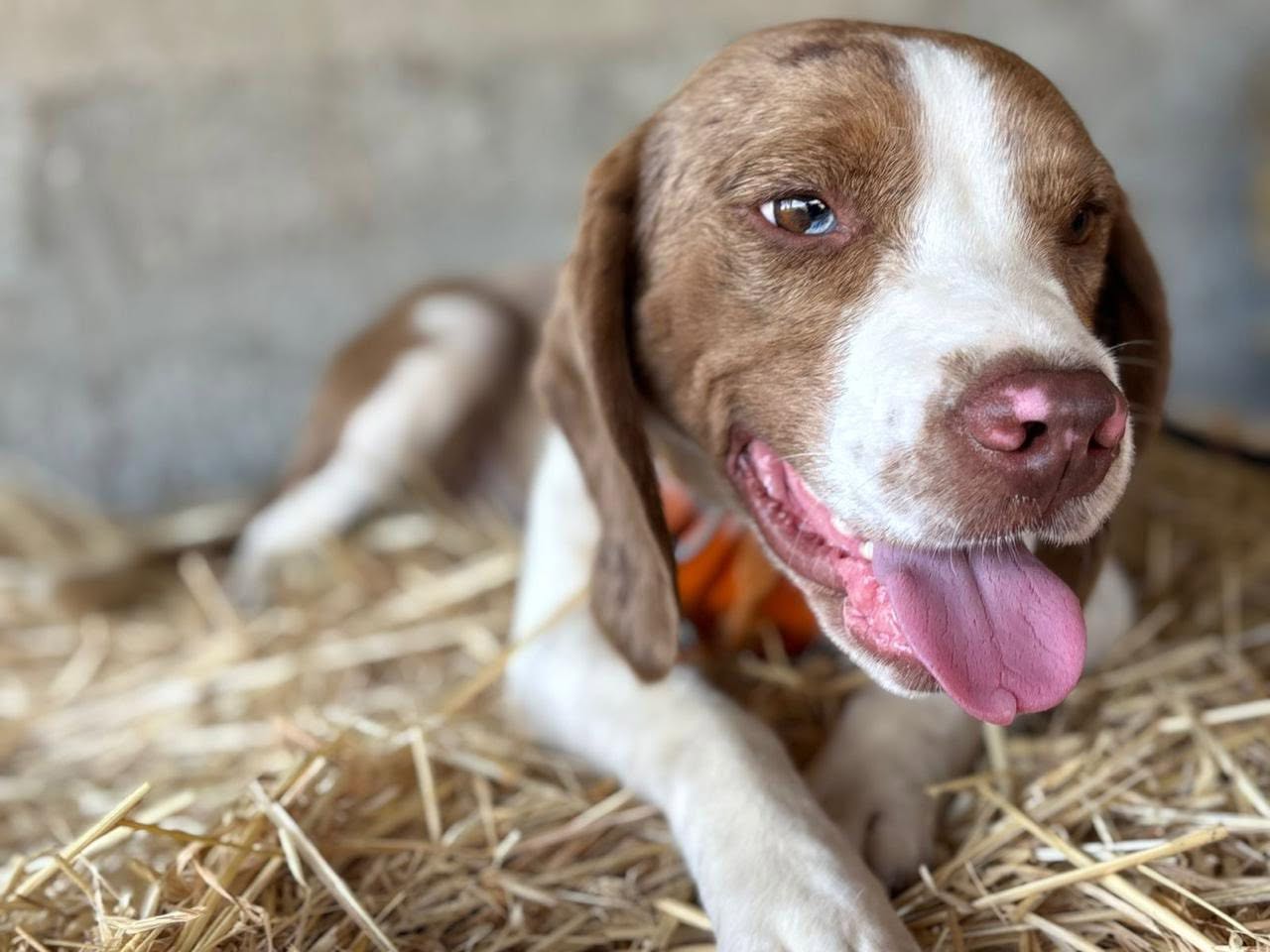 JACK-beagle-15