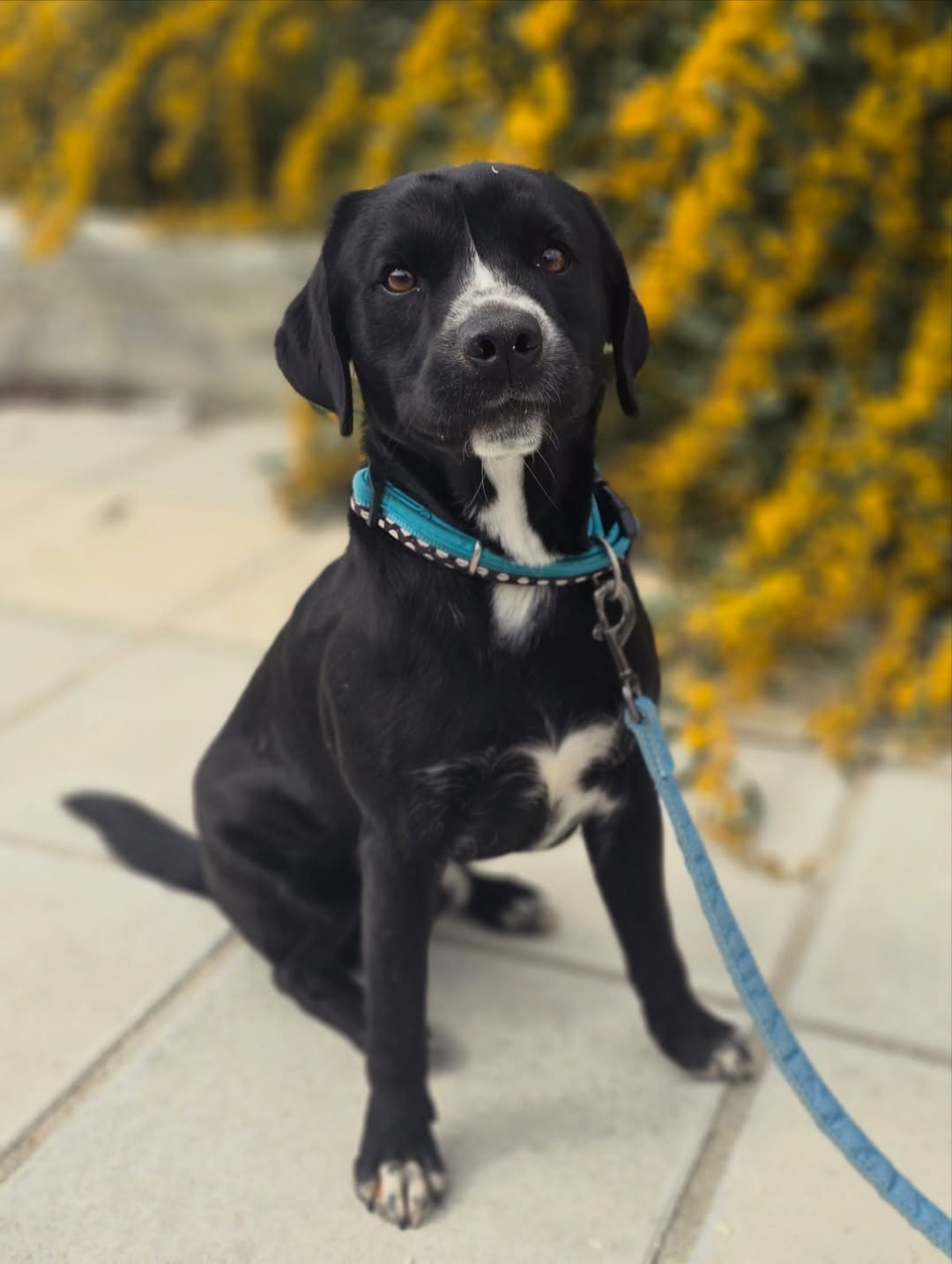 Johnny-❤️-2-years-old-mixed-breed-medium-sized-boy-13-kg-🩺-Dewormed-vaccinated-tested-2
