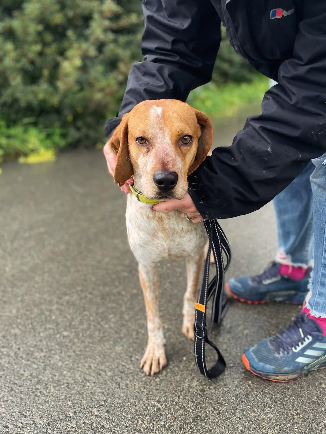 Napoleon-❤️-2-years-old-mixed-breed-medium-sized-boy🩺-Vaccinated-dewormed-microchipped-so-1