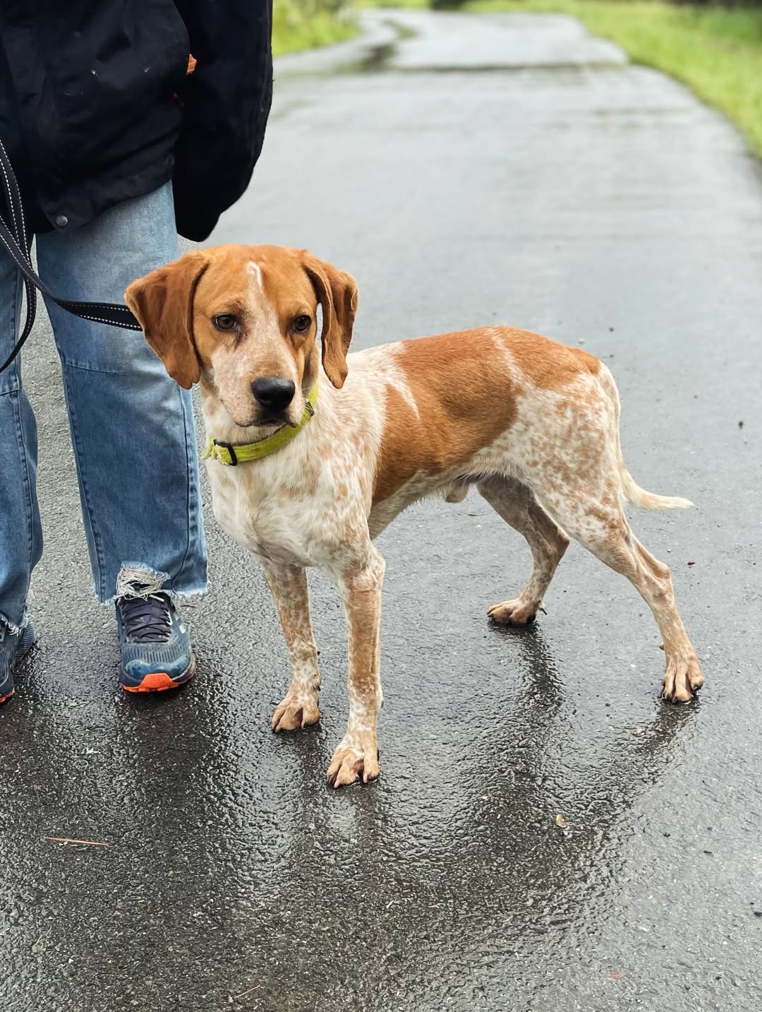 Napoleon-❤️-2-years-old-mixed-breed-medium-sized-boy🩺-Vaccinated-dewormed-microchipped-so-2