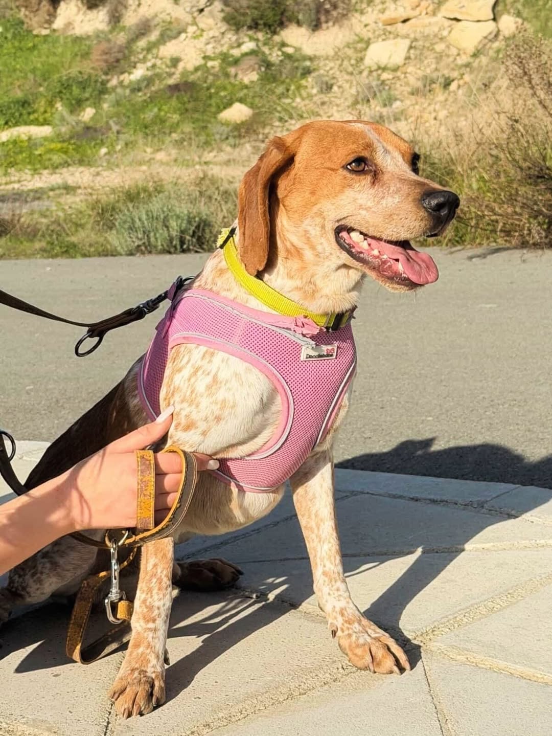 Napoleon-❤️-2-years-old-mixed-breed-medium-sized-boy🩺-Vaccinated-dewormed-microchipped-so-3