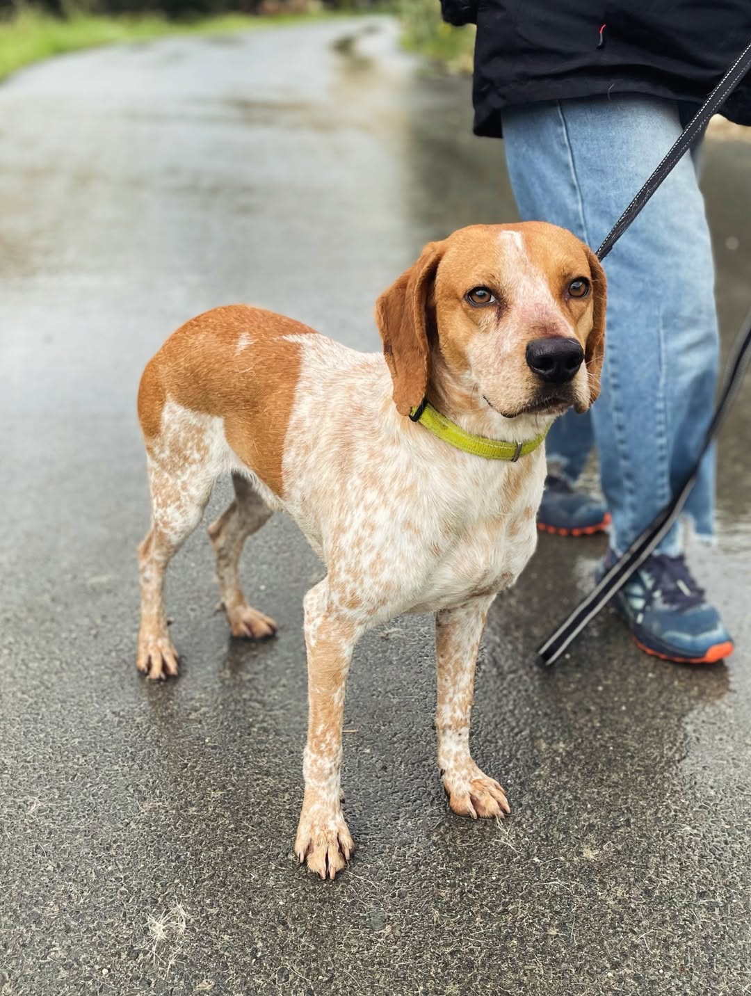 Napoleon-❤️-2-years-old-mixed-breed-medium-sized-boy🩺-Vaccinated-dewormed-microchipped-so