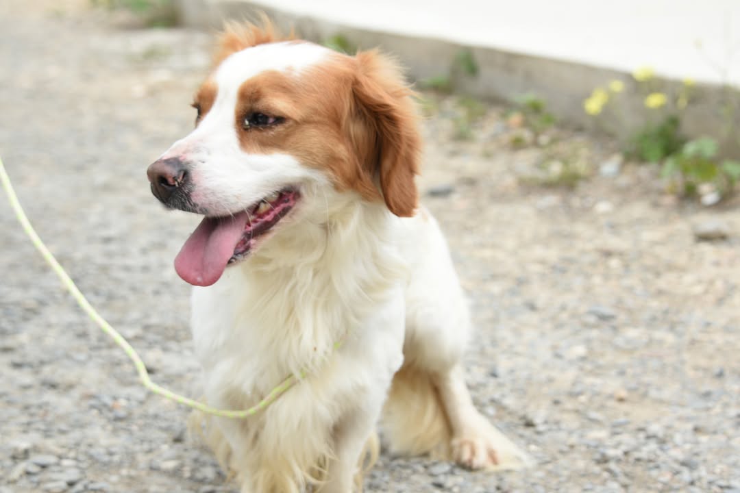 -MARCH-IS-LOOKING-FOR-A-HOME-🐾Meet-March-a-handsome-Kokoni-cross-looking-for-his-forever-fam-4
