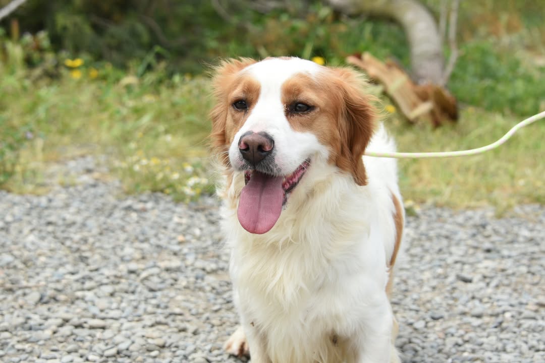 -MARCH-IS-LOOKING-FOR-A-HOME-🐾Meet-March-a-handsome-Kokoni-cross-looking-for-his-forever-fam