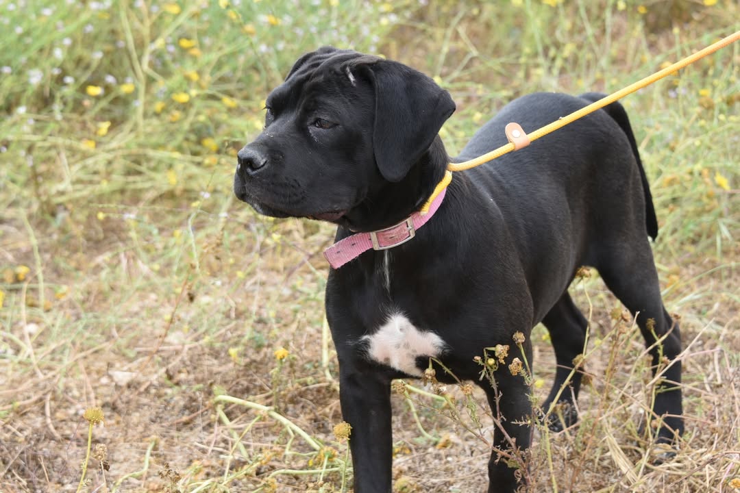 -Musa-Molly-is-Looking-for-a-Loving-Home-🏡❤️Meet-Musa-Molly-a-beautiful-Cane-Corso-cros-1