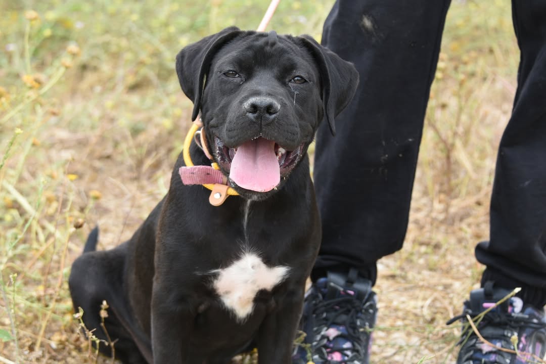 -Musa-Molly-is-Looking-for-a-Loving-Home-🏡❤️Meet-Musa-Molly-a-beautiful-Cane-Corso-cros-2