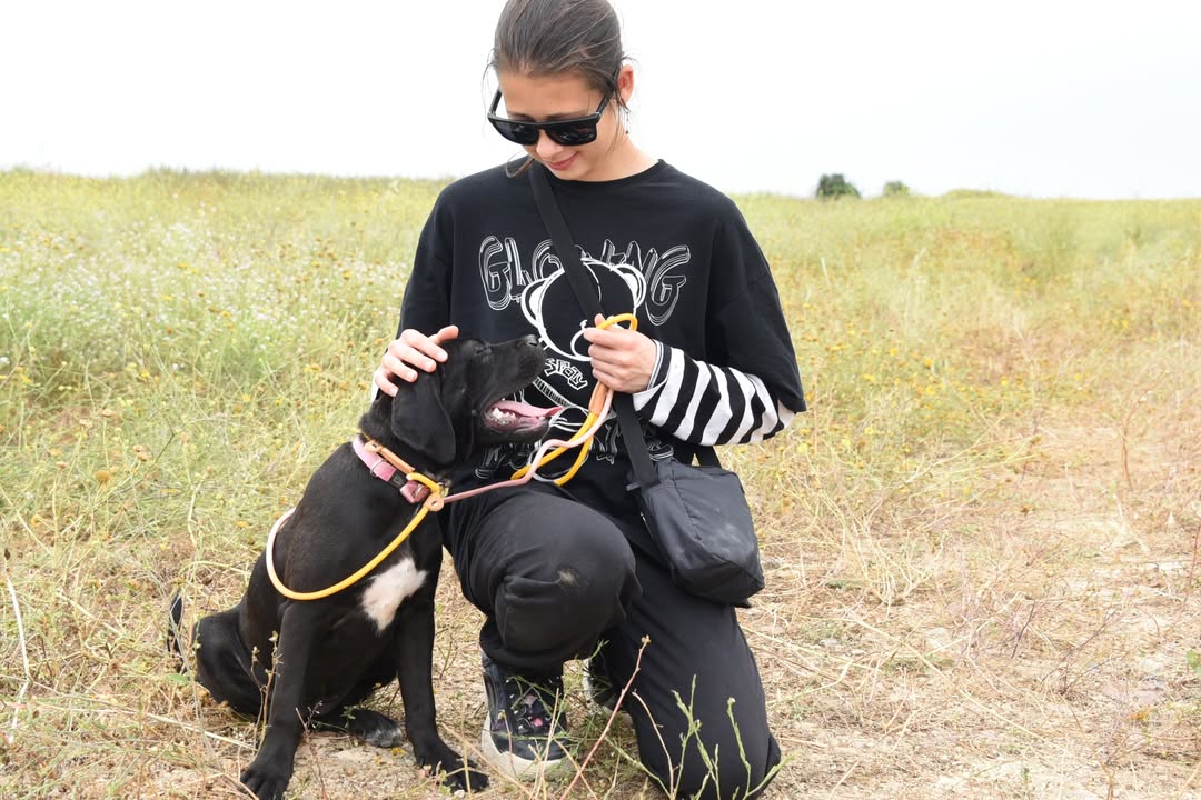 -Musa-Molly-is-Looking-for-a-Loving-Home-🏡❤️Meet-Musa-Molly-a-beautiful-Cane-Corso-cros-3