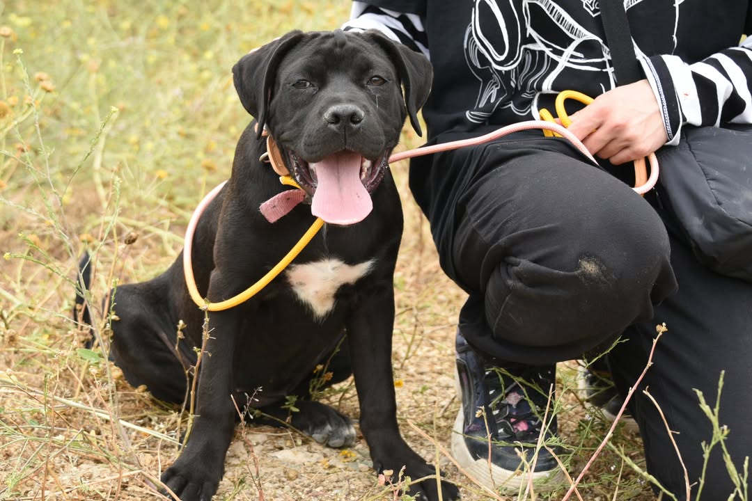 -Musa-Molly-is-Looking-for-a-Loving-Home-🏡❤️Meet-Musa-Molly-a-beautiful-Cane-Corso-cros-4