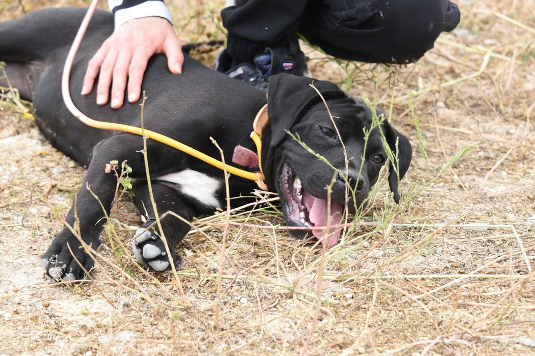 -Musa-Molly-is-Looking-for-a-Loving-Home-🏡❤️Meet-Musa-Molly-a-beautiful-Cane-Corso-cros-5