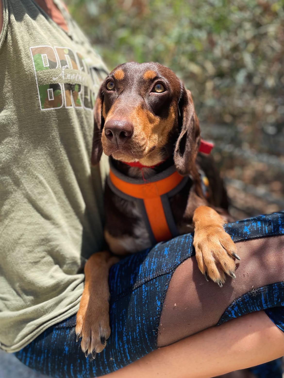 Cinnamon-❤️-1-year-old-mixed-breed-medium-sized-girl-≈14-kg🩺-Infection-free-vaccinated-1