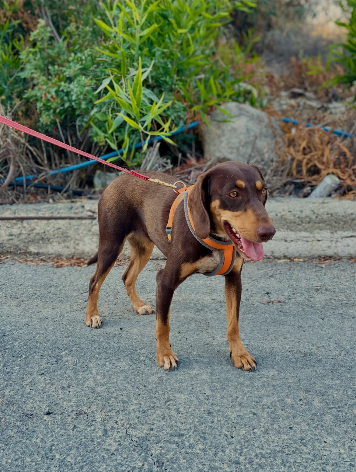 Cinnamon-❤️-1-year-old-mixed-breed-medium-sized-girl-≈14-kg🩺-Infection-free-vaccinated-2