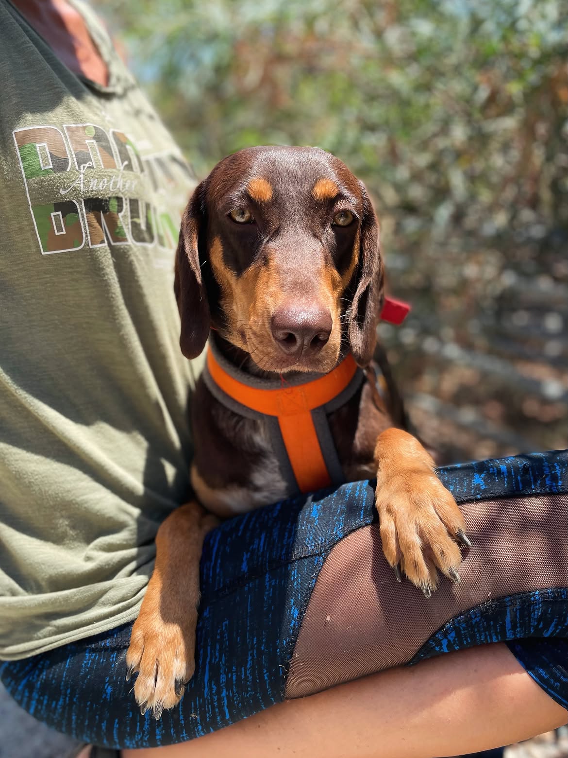 Cinnamon-❤️-1-year-old-mixed-breed-medium-sized-girl-≈14-kg🩺-Infection-free-vaccinated