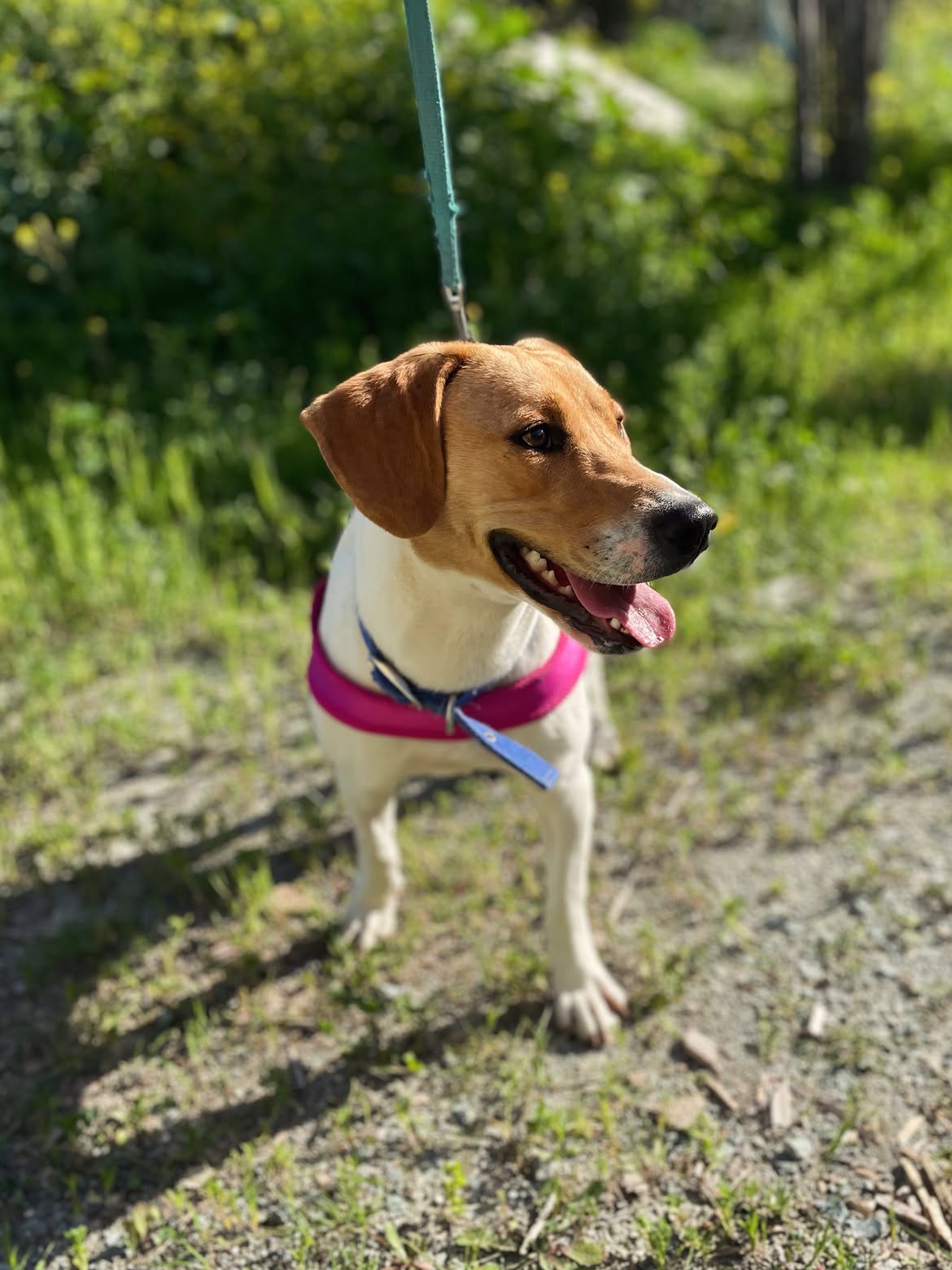 Diana-❤️-1-year-old-mixed-breed-medium-sized-girl-≈18-kg🩺-Infection-free-vaccinated-de-1