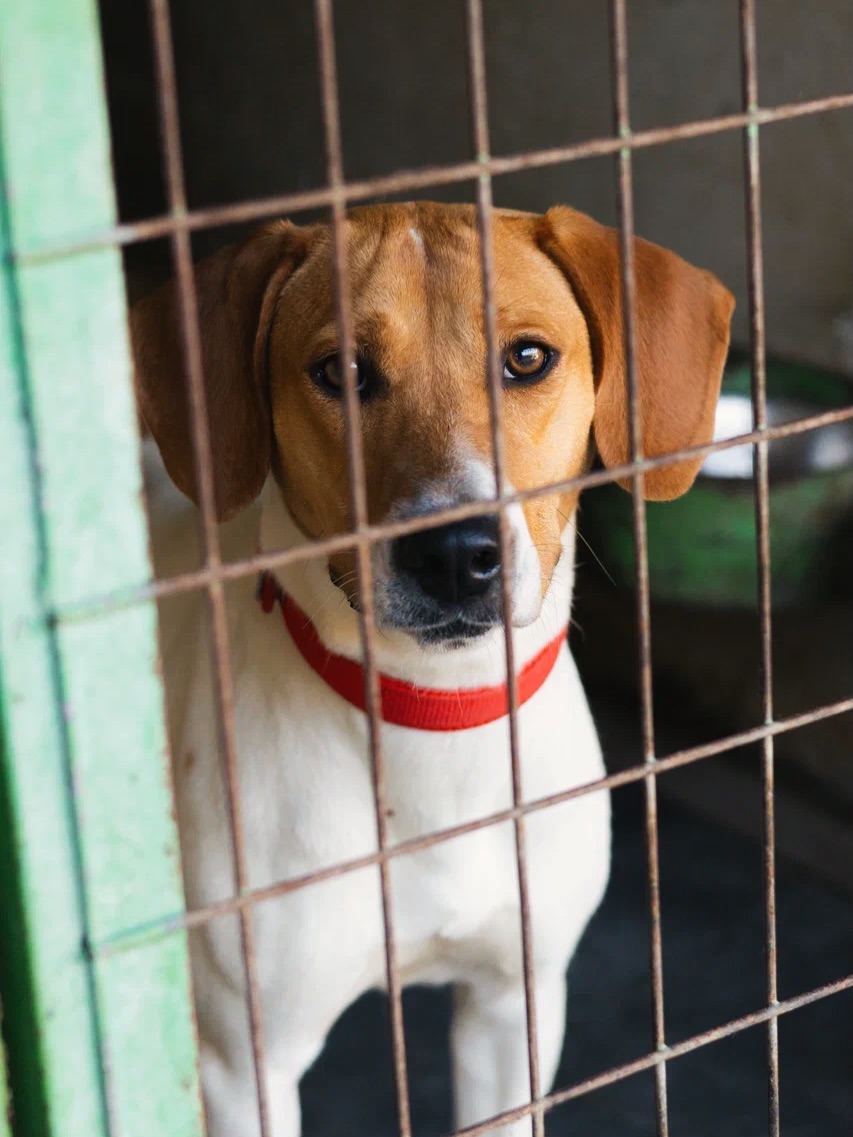 Diana-❤️-1-year-old-mixed-breed-medium-sized-girl-≈18-kg🩺-Infection-free-vaccinated-de-2