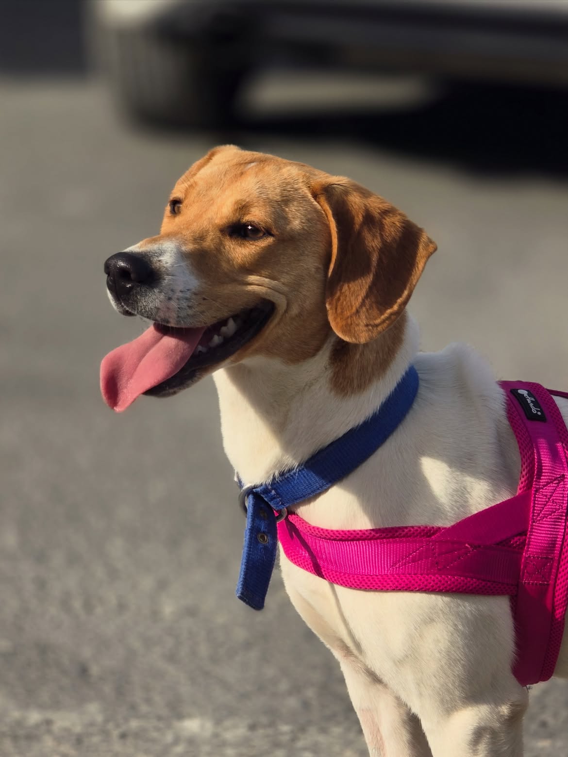Diana-❤️-1-year-old-mixed-breed-medium-sized-girl-≈18-kg🩺-Infection-free-vaccinated-de-3