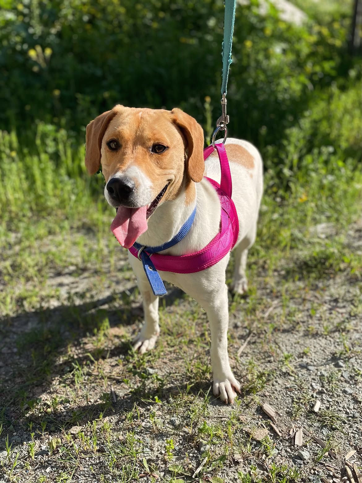 Diana-❤️-1-year-old-mixed-breed-medium-sized-girl-≈18-kg🩺-Infection-free-vaccinated-de