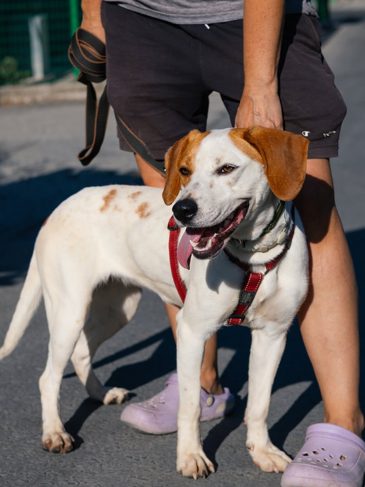 Luna❤️-1-year-old-mixed-breed-medium-sized-girl-≈18-kg🩺-Infection-free-vaccinated-dewo-1