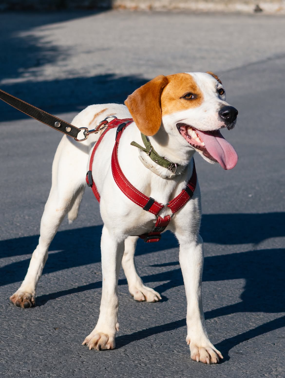 Luna❤️-1-year-old-mixed-breed-medium-sized-girl-≈18-kg🩺-Infection-free-vaccinated-dewo-2