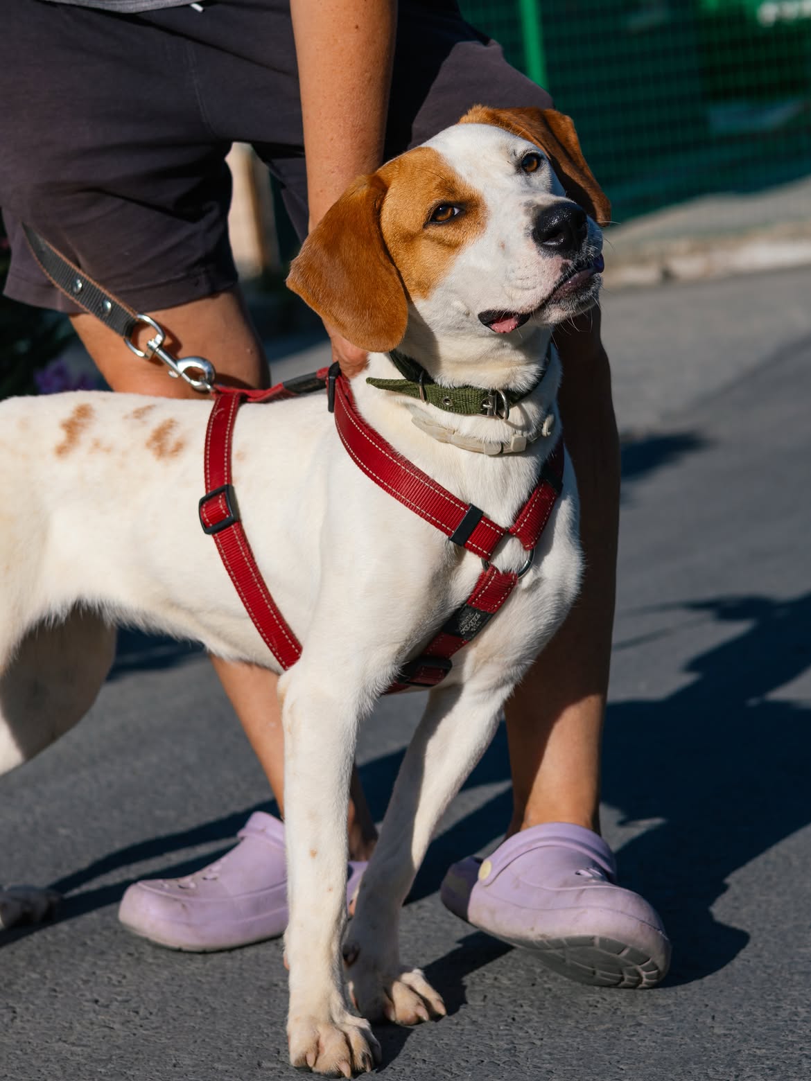 Luna❤️-1-year-old-mixed-breed-medium-sized-girl-≈18-kg🩺-Infection-free-vaccinated-dewo