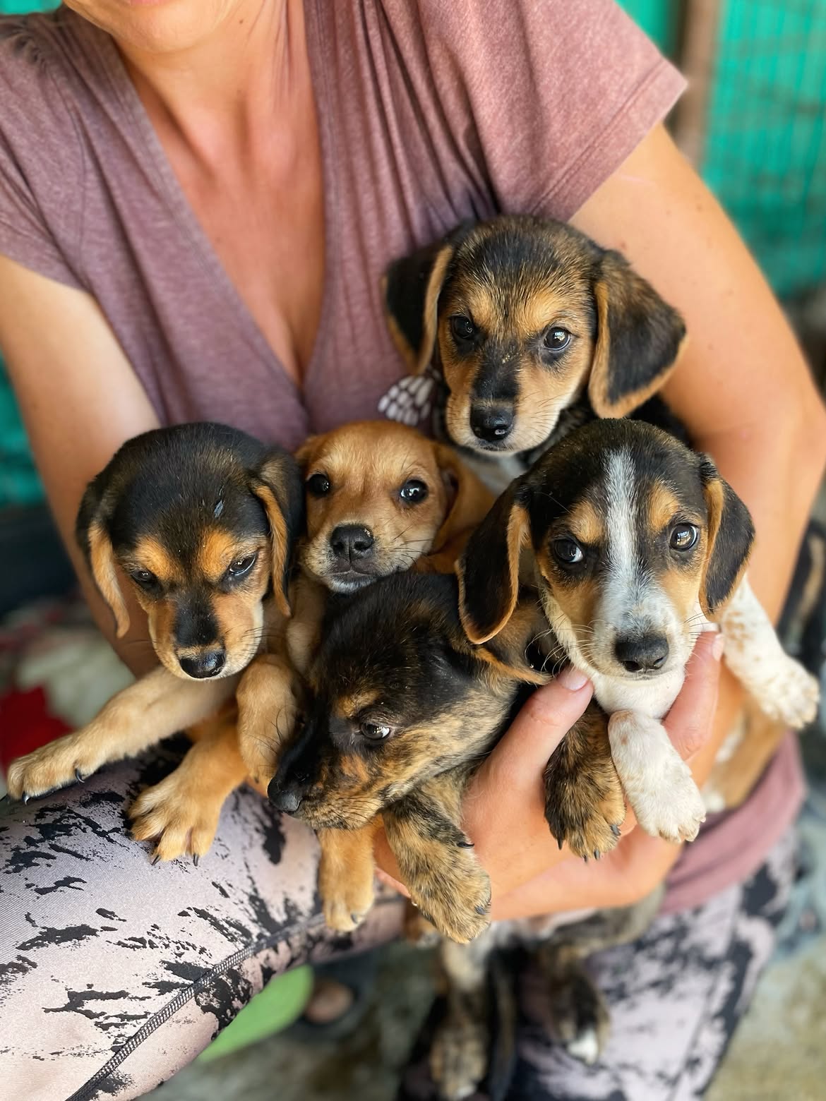 Prue-Piper-Phoebe-Leo-Cole-❤️-3-months-old-mixed-breed-small-medium-sized-girls-and-boy