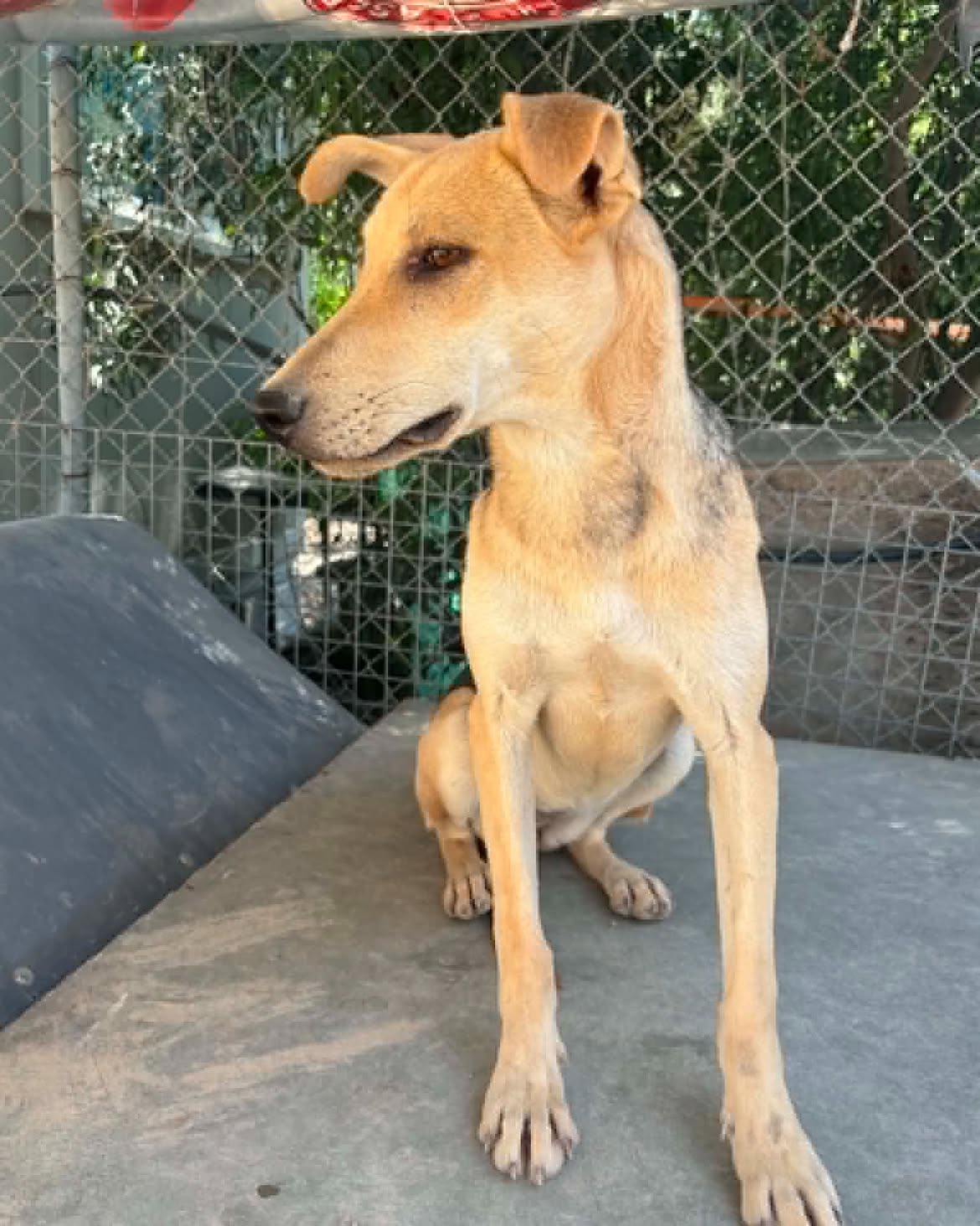 -MEET-SWIFT-–-READY-TO-RUN-INTO-YOUR-HEART-🐾Swift-is-a-beautiful-Malinois-cross-with-an-esti-2