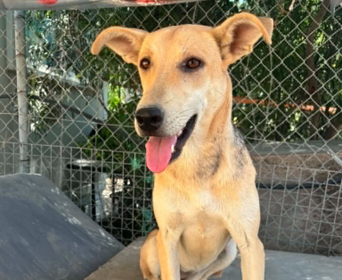 -MEET-SWIFT-–-READY-TO-RUN-INTO-YOUR-HEART-🐾Swift-is-a-beautiful-Malinois-cross-with-an-esti-3