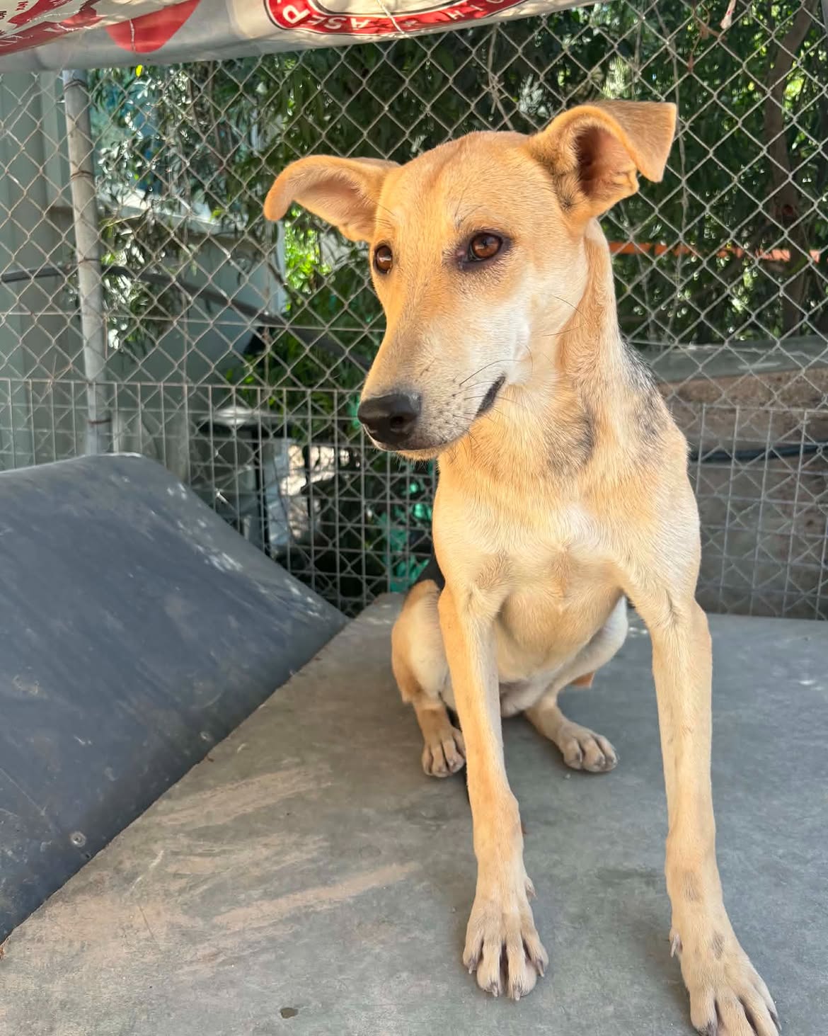 -MEET-SWIFT-–-READY-TO-RUN-INTO-YOUR-HEART-🐾Swift-is-a-beautiful-Malinois-cross-with-an-esti-4