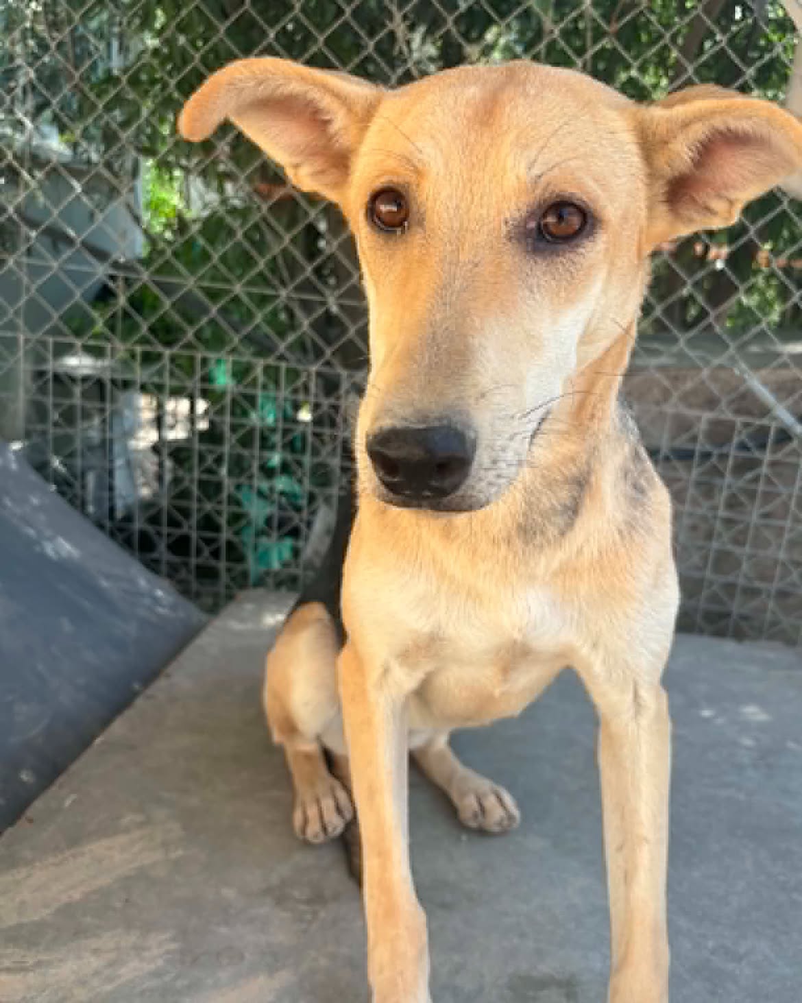 -MEET-SWIFT-–-READY-TO-RUN-INTO-YOUR-HEART-🐾Swift-is-a-beautiful-Malinois-cross-with-an-esti
